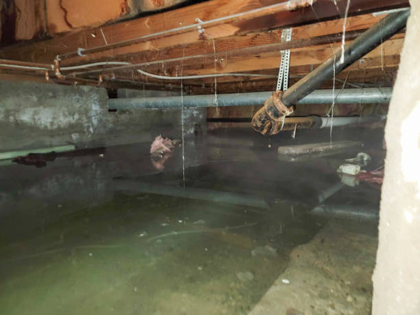Best Ceiling water damage repair  in Priceville, AL